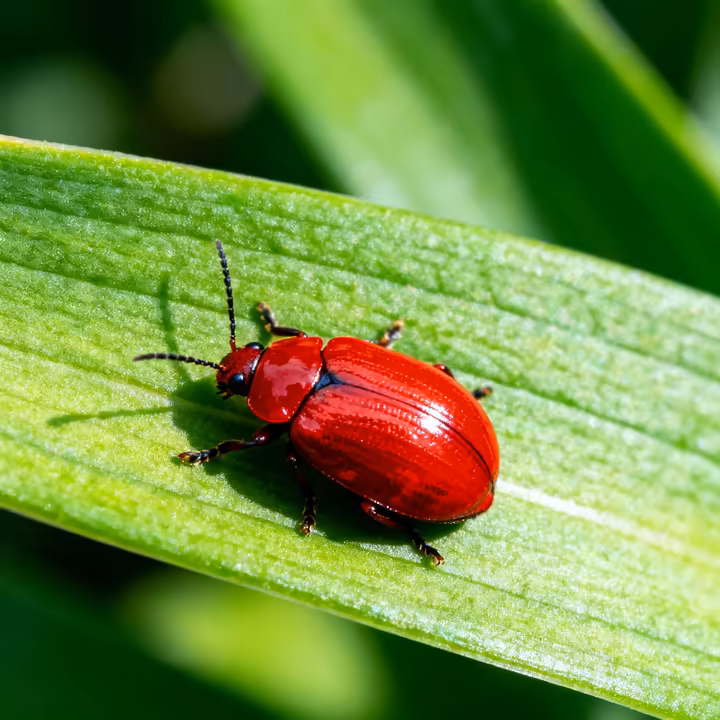 A macro photograph showing a bright red lily leaf beetle on a green lily leaf, making it easy to identify this common garden pest.