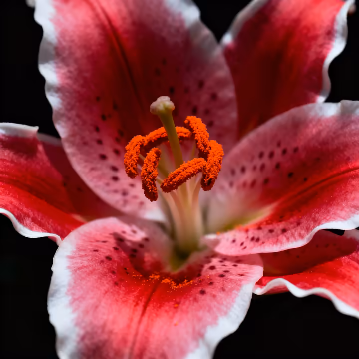 A stunning close-up of a pink 'Stargazer' lily, an Oriental hybrid known for its large, fragrant bloom and white-edged petals.