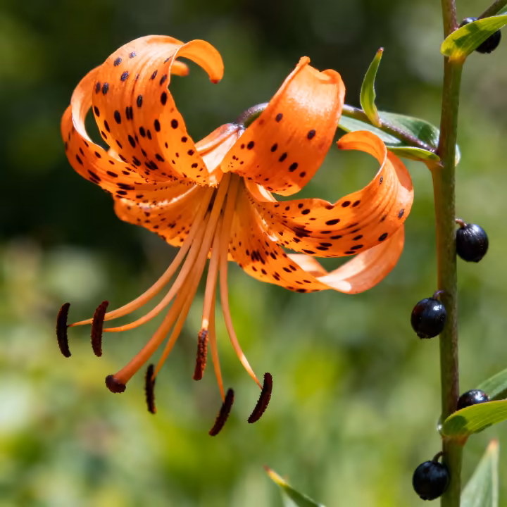 A bright orange Tiger Lily with characteristic black spots and curled-back petals, with small black bulbils visible on the stem.