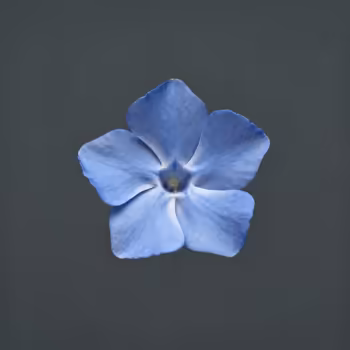 The Enduring Charm of Periwinkle: A Flower of Contrasts