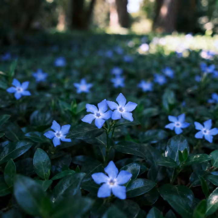 A sprawling ground cover of periwinkle (Vinca) with its glossy dark green leaves and delicate purple-blue flowers.