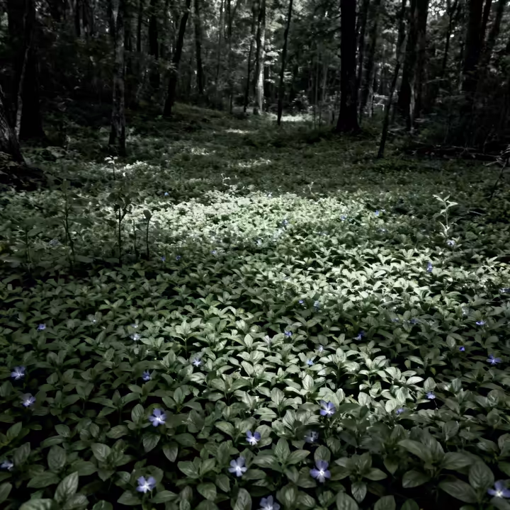 A dense, monoculture mat of invasive periwinkle completely covering a forest floor, choking out all native plants.