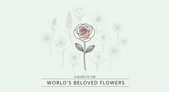 A Guide to the World's Most Beloved Flowers