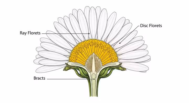 Diagram of an Asteraceae composite flower head showing ray and disc florets.