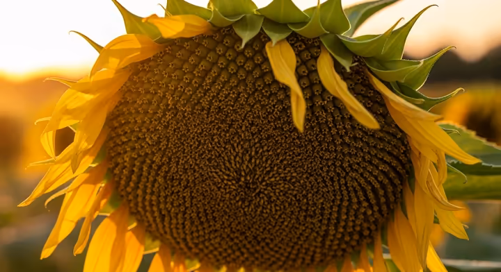 A giant sunflower head, heavy with seeds, facing the late afternoon sun.