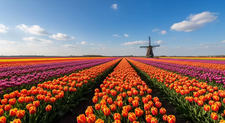 A vibrant field of multicolored tulips under a bright blue sky in the Netherlands.